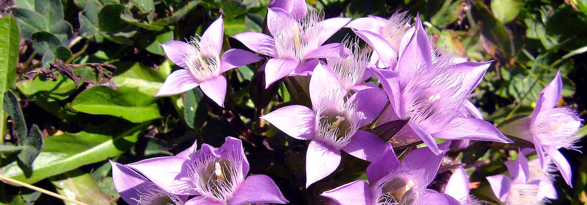 slide7-gentian 19_rgb1